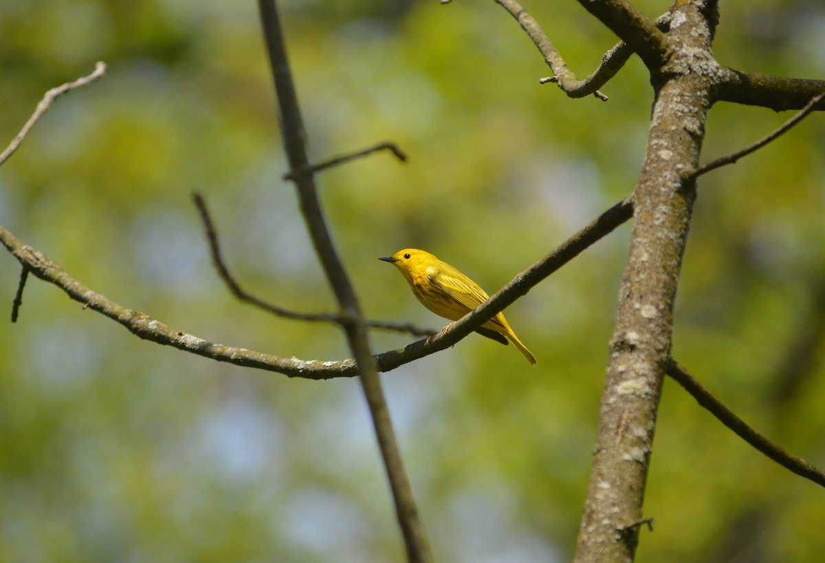 Yellow Warbler - Heather Hough