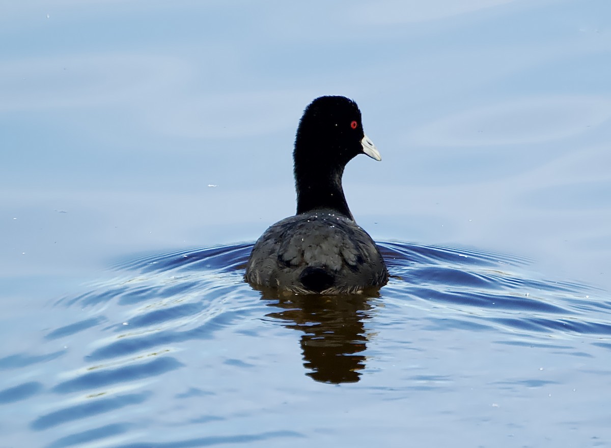 Eurasian Coot - Allan Johns