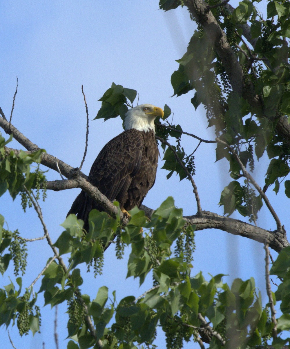 Bald Eagle - Magnus Grylle