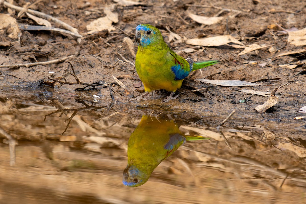 Turquoise Parrot - Claire Watson