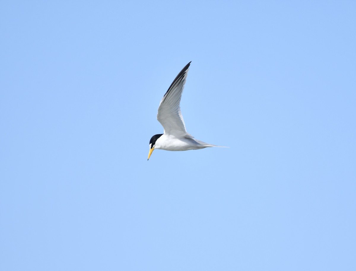 Least Tern - Paul Nielson