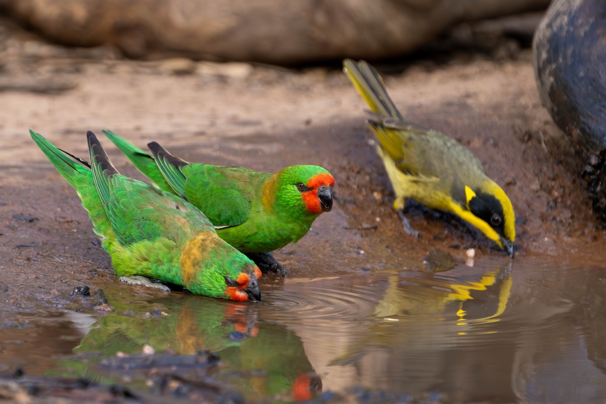 Little Lorikeet - Claire Watson