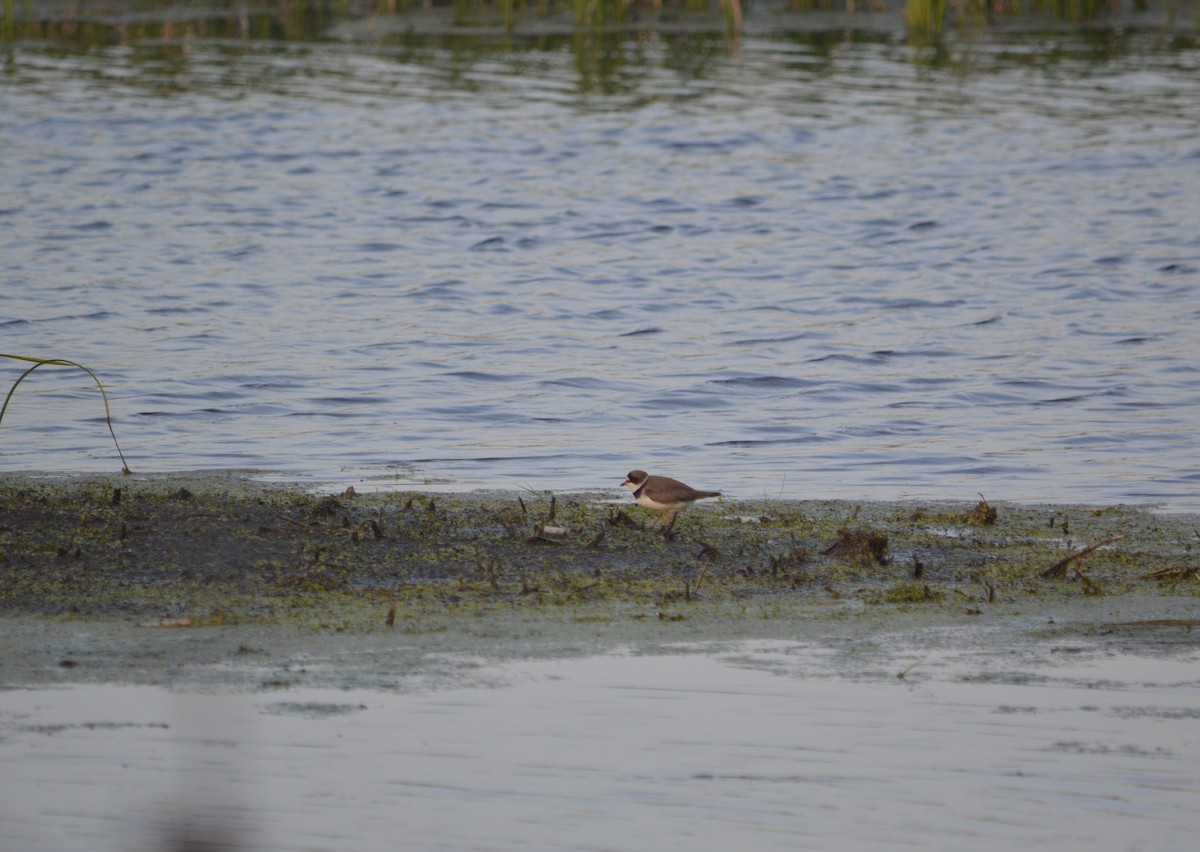 Semipalmated Plover - Heather Hough