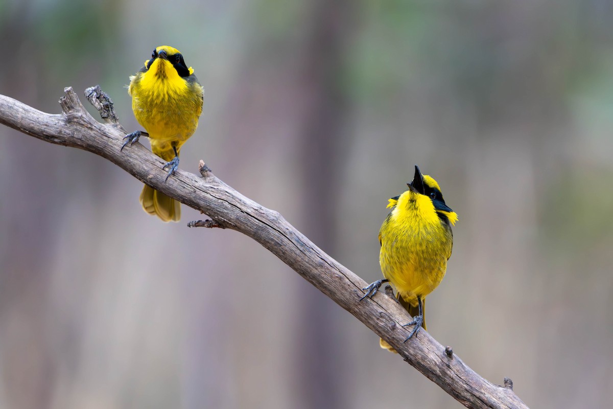 Yellow-tufted Honeyeater - ML619514857