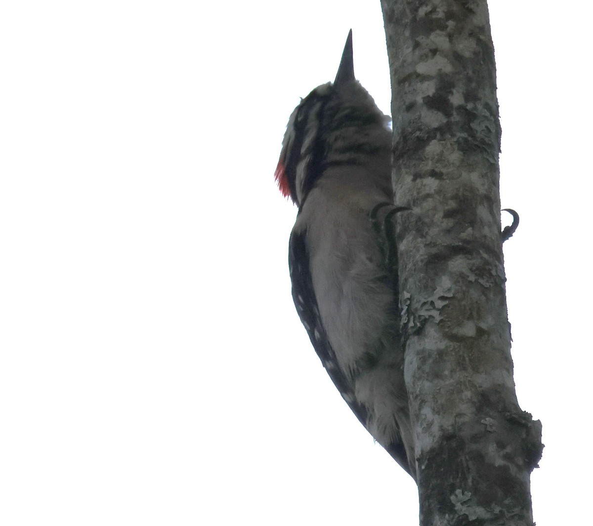 Hairy Woodpecker - Walter Thorne