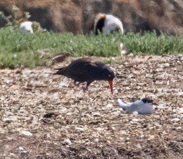 Black Oystercatcher - ML619514861