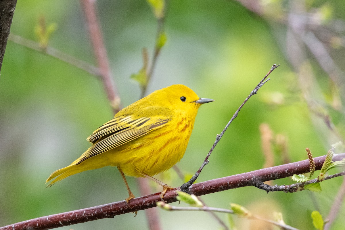 Yellow Warbler - Peter North