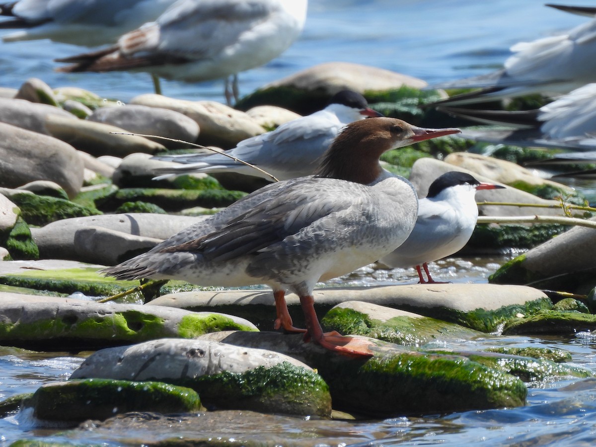 Common Merganser - Mark Jennings