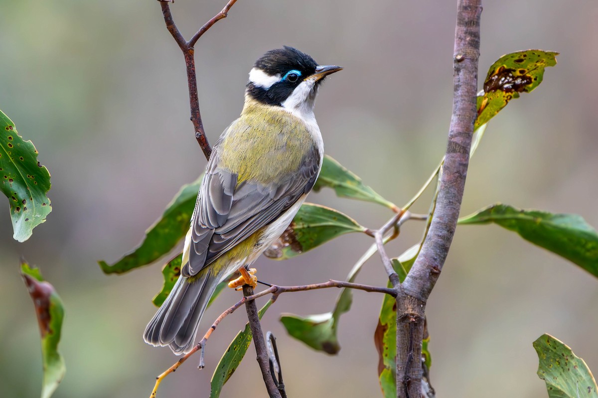 Black-chinned Honeyeater - Claire Watson