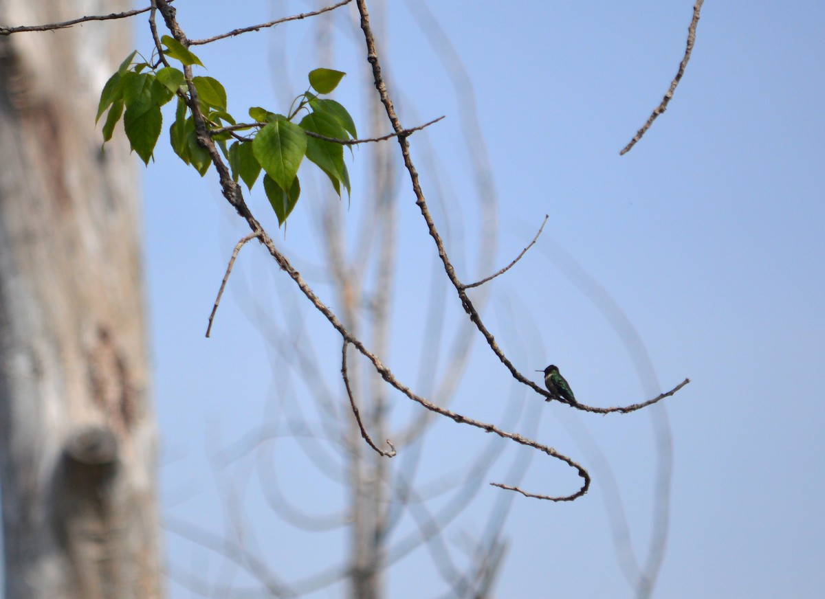 Ruby-throated Hummingbird - Heather Hough