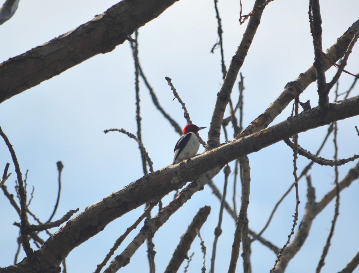 Red-headed Woodpecker - Heather Hough