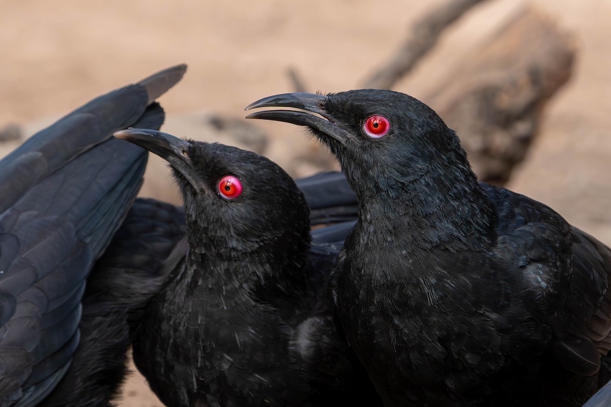 White-winged Chough - Claire Watson