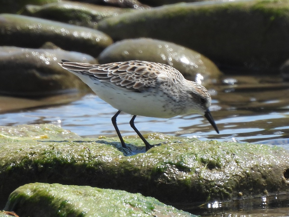 Semipalmated Sandpiper - Mark Jennings