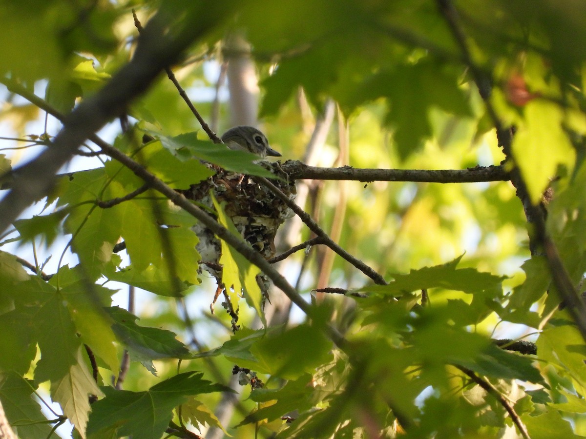 vireo sp. - Mourad Jabra