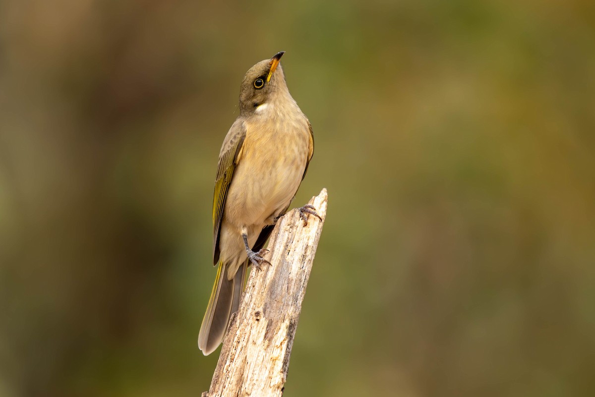 Fuscous Honeyeater - Claire Watson