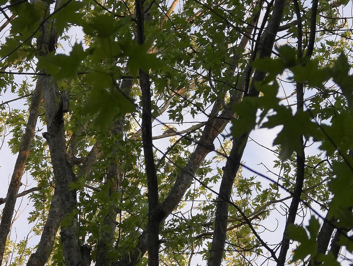 vireo sp. - Mourad Jabra