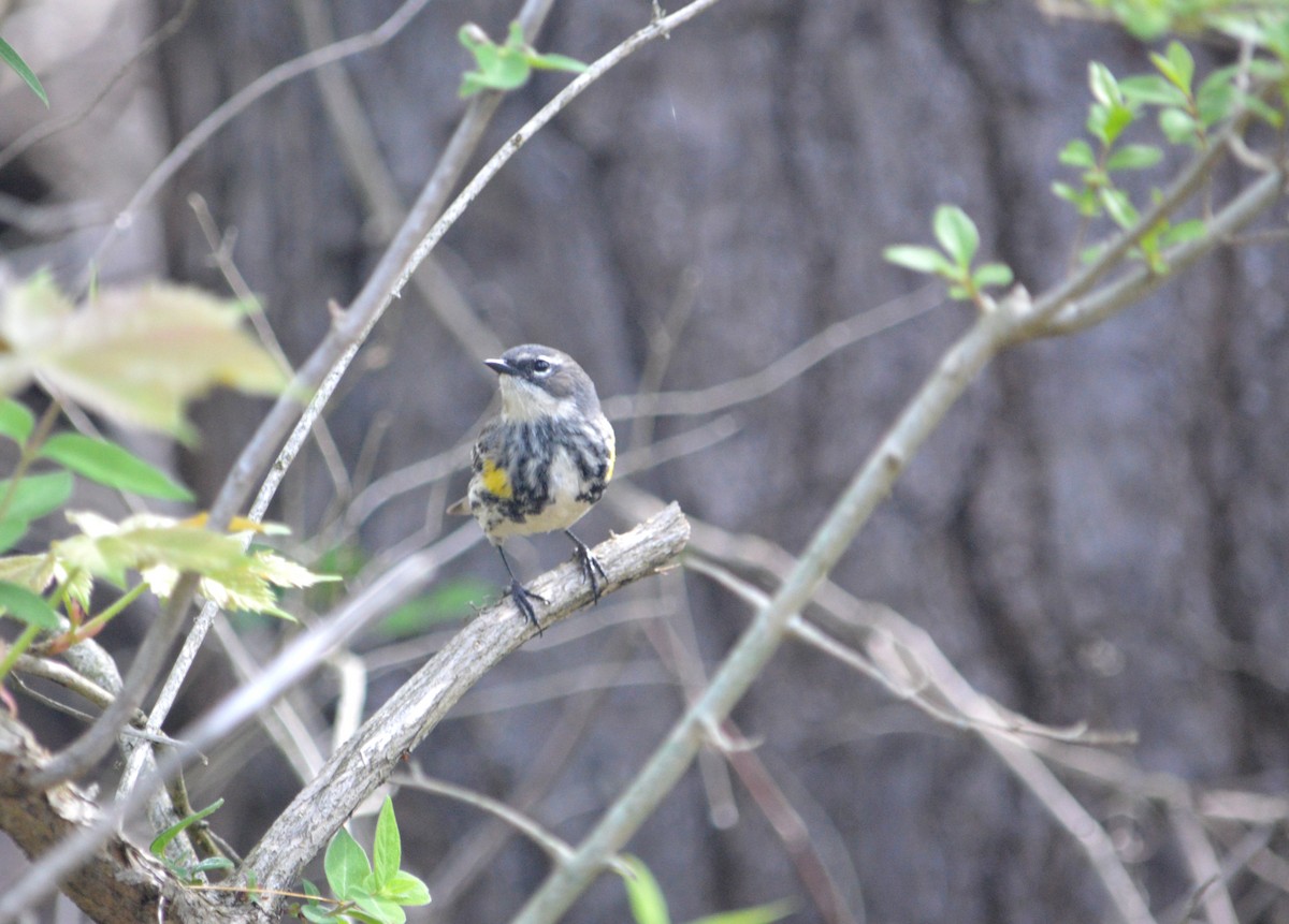 Yellow-rumped Warbler - Heather Hough