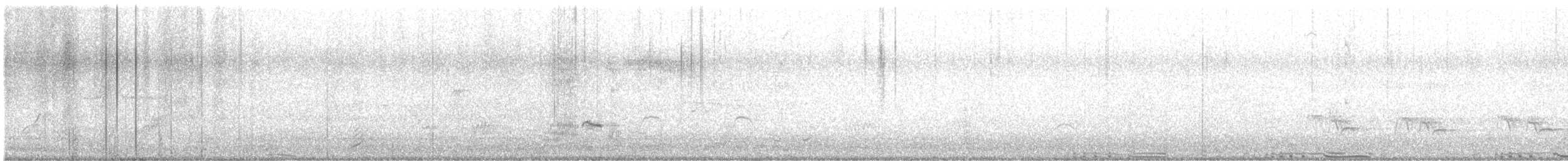 holub skalní (domácí) - ML619514916