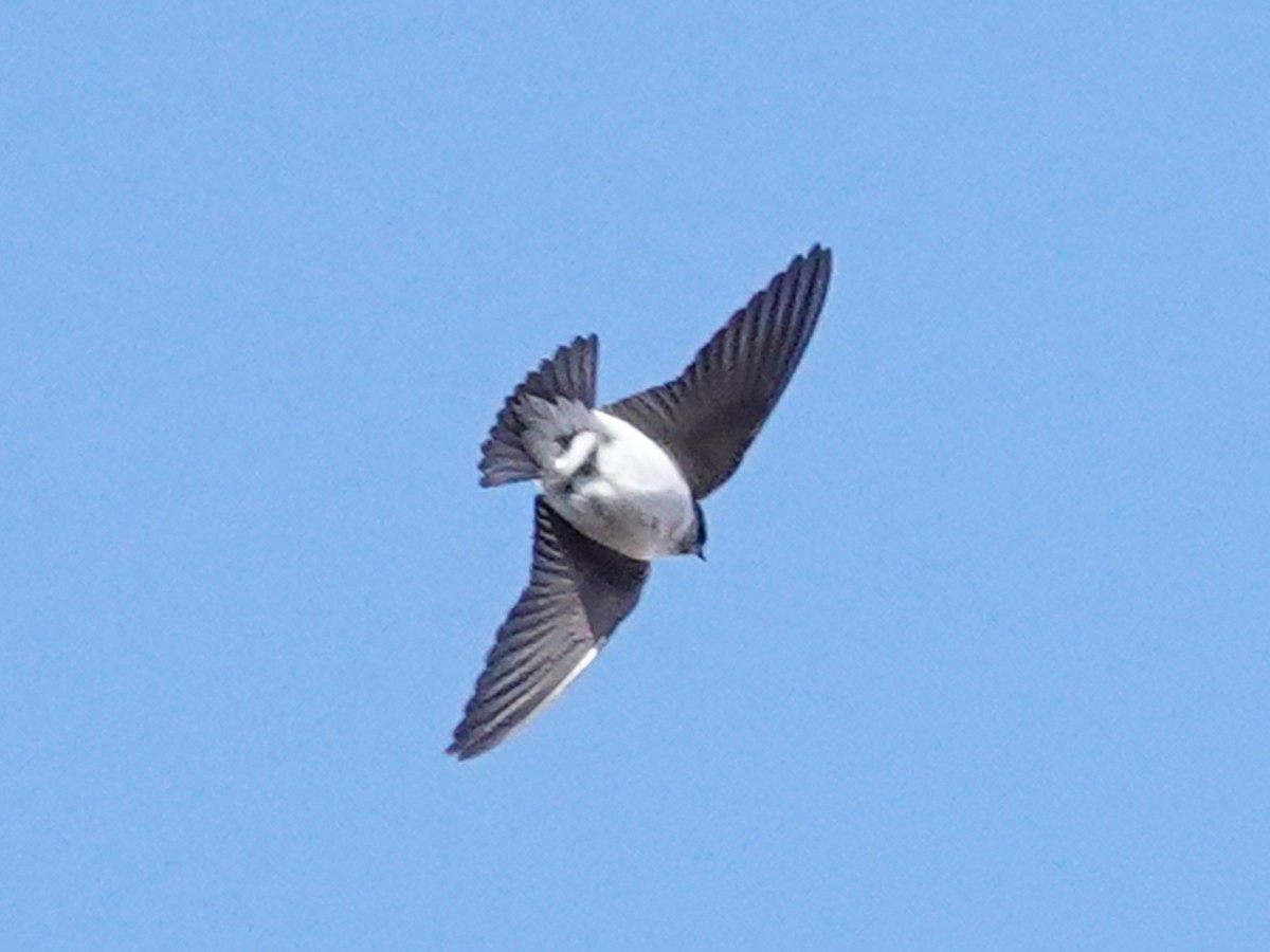 Violet-green Swallow - Barry Reed