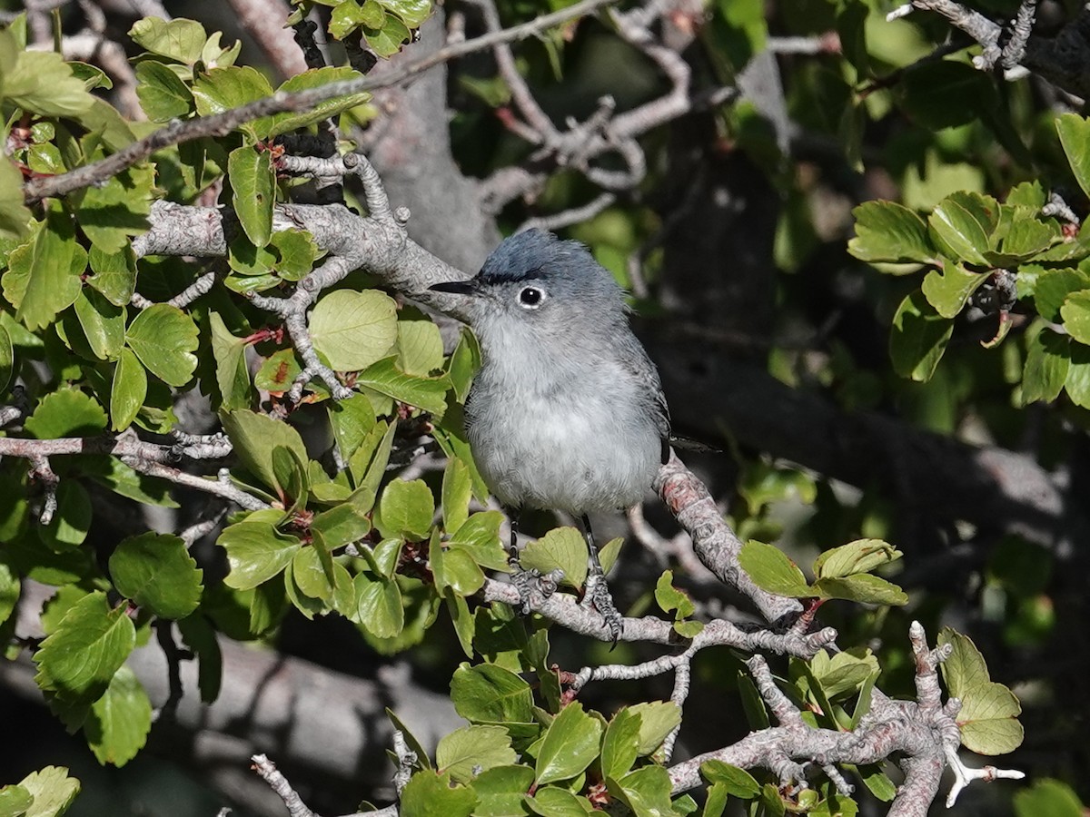 Blue-gray Gnatcatcher (obscura Group) - Barry Reed