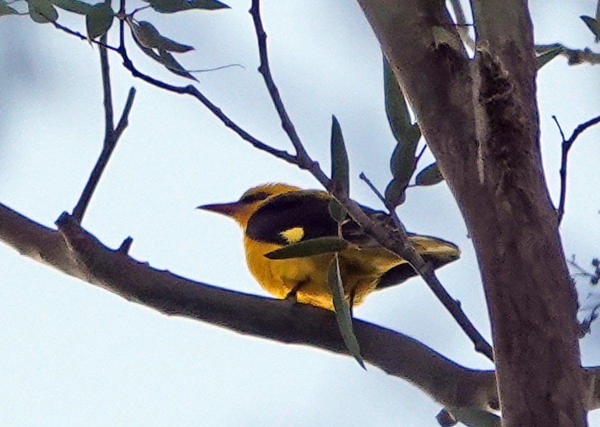 Eurasian Golden Oriole - ML619514932