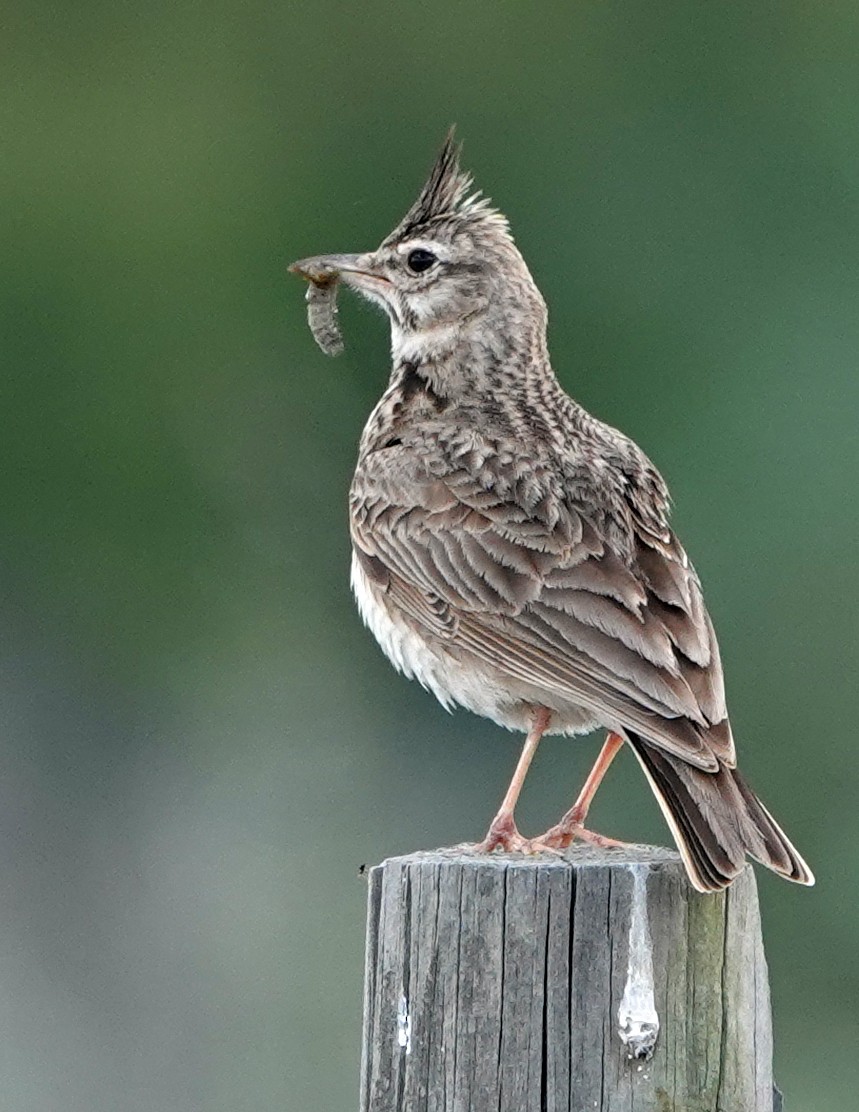 Crested Lark - Diane Drobka