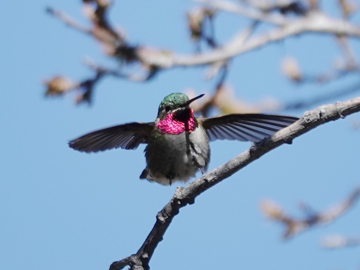 Broad-tailed Hummingbird - Barry Reed