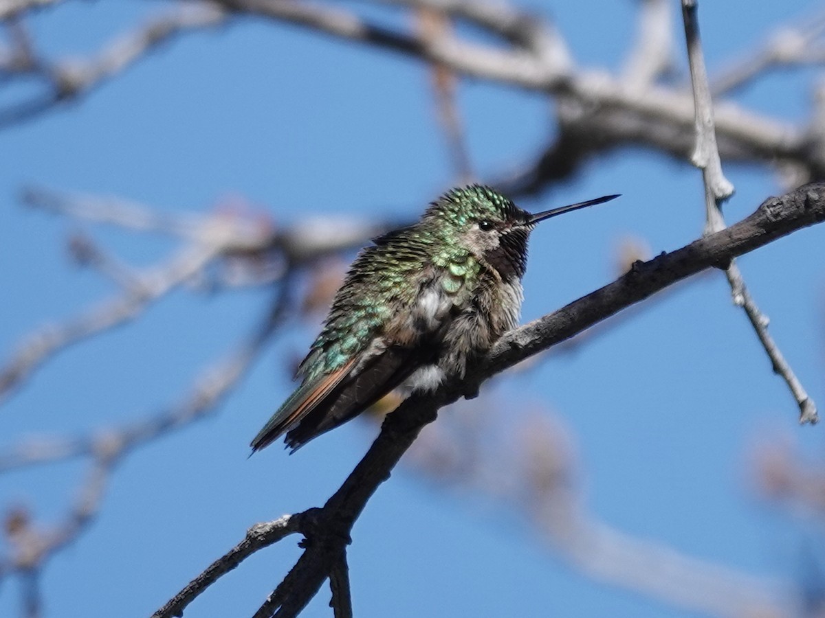 Broad-tailed Hummingbird - Barry Reed