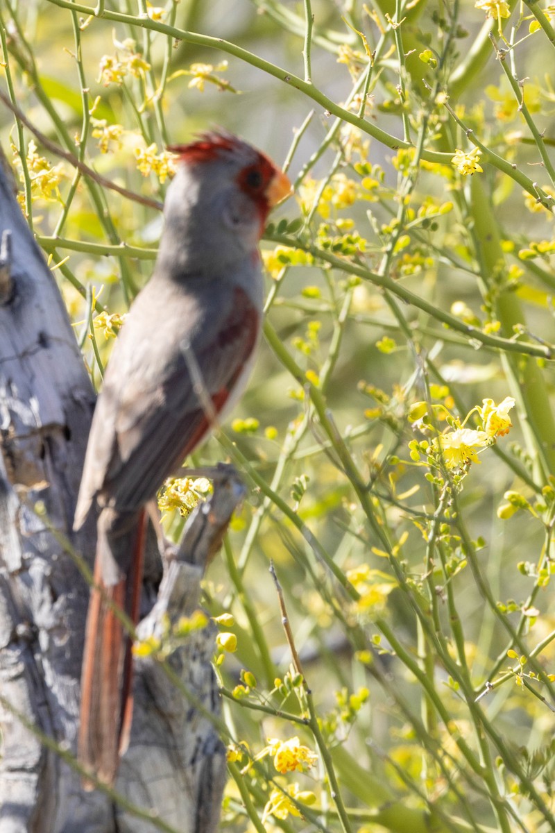 Pyrrhuloxia - Allan Spradling