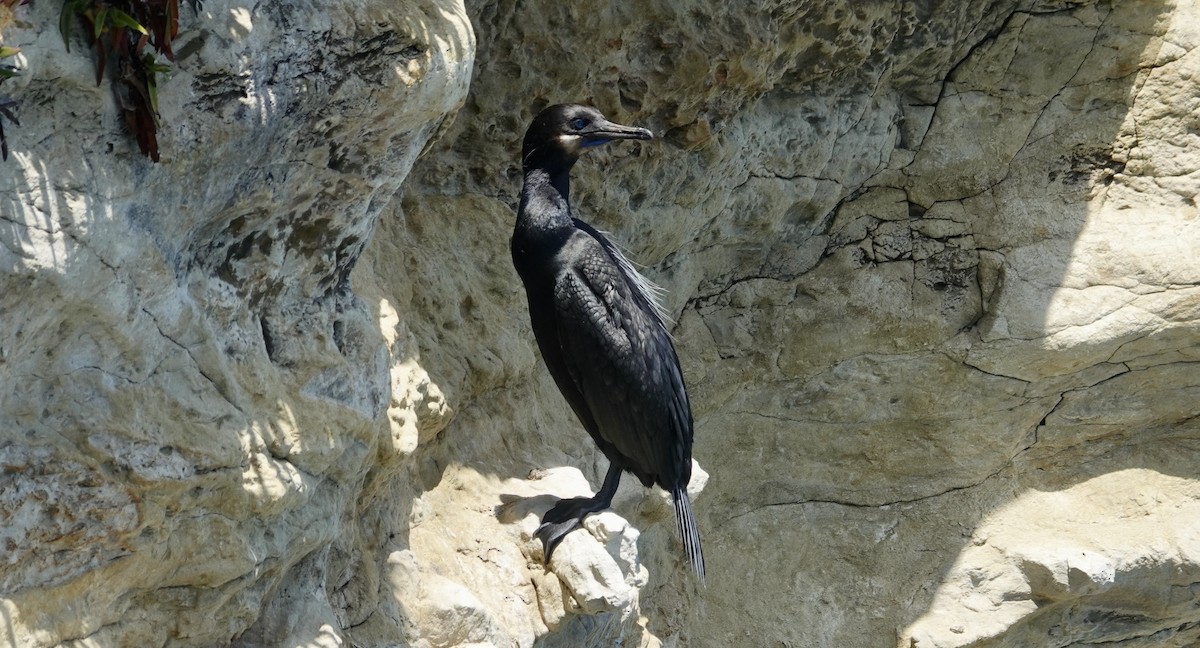 Brandt's Cormorant - Monica P