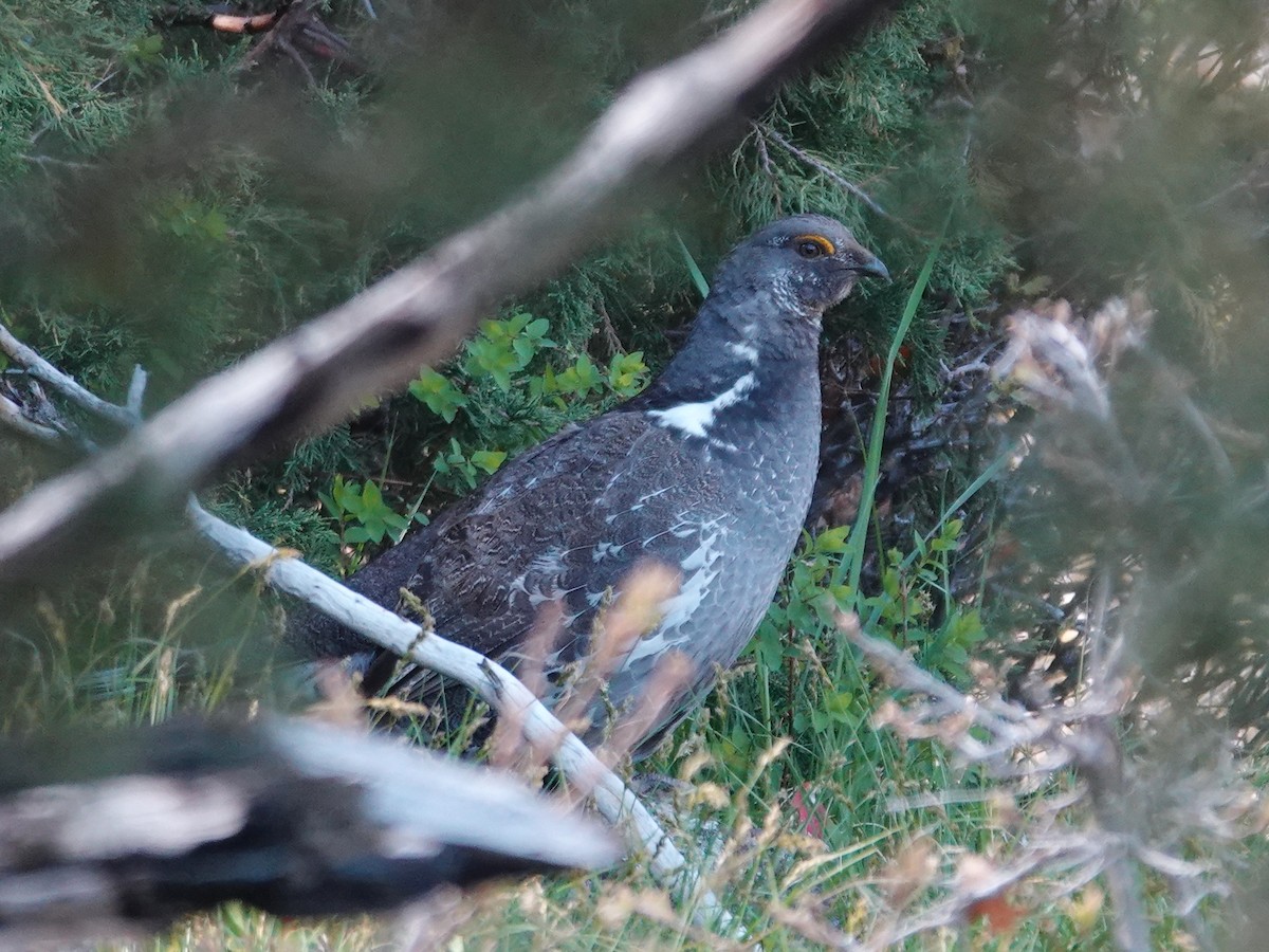 Dusky Grouse - Barry Reed