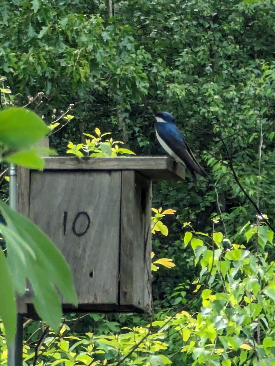 Tree Swallow - Phillip Roethlisberger