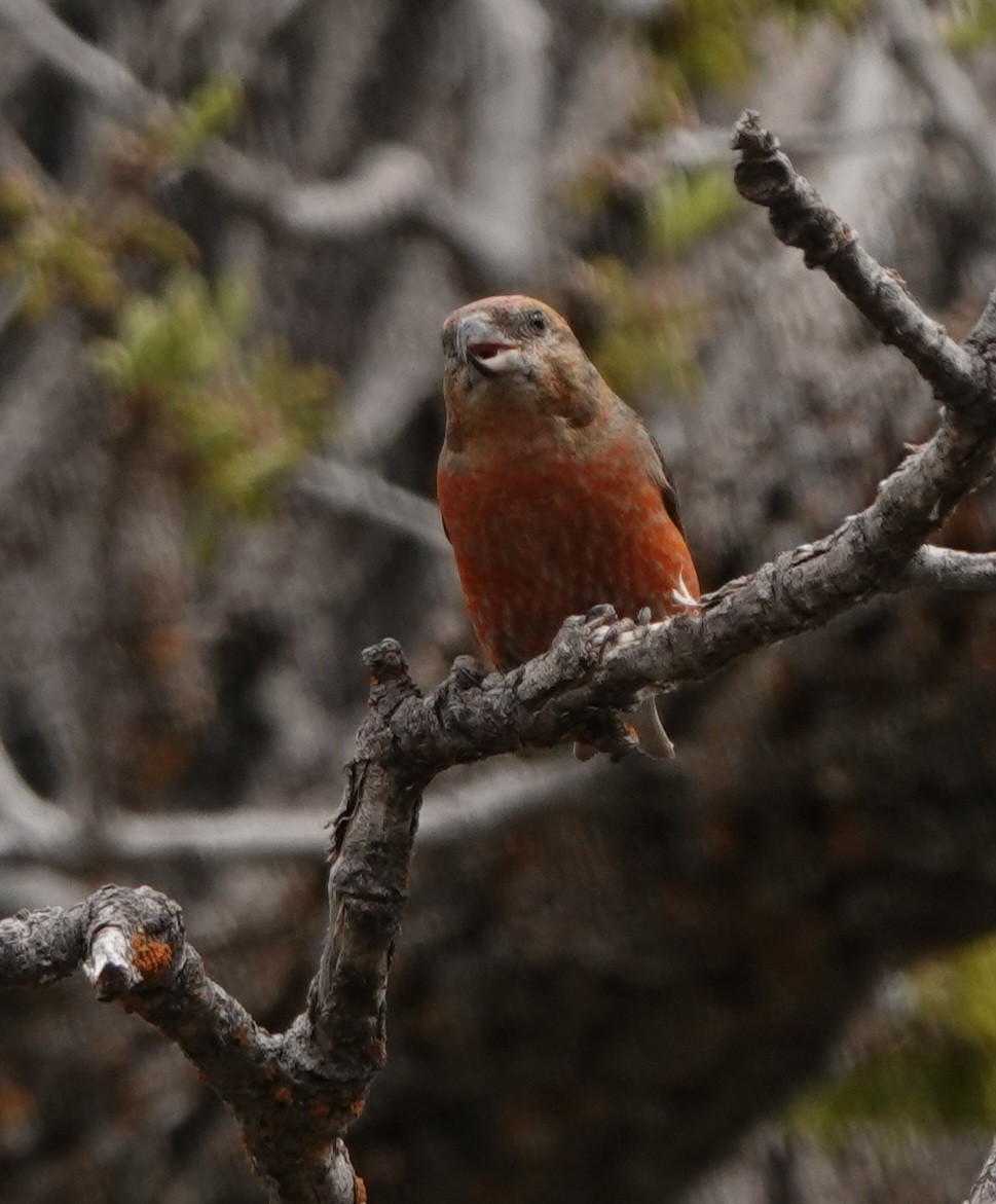 Red Crossbill - Kirsti Aamodt