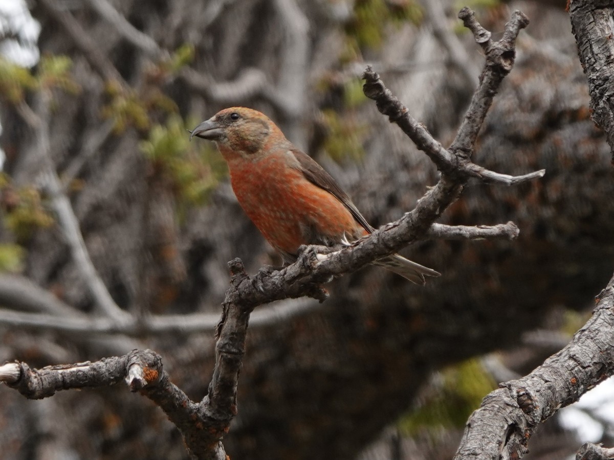 Red Crossbill - Kirsti Aamodt