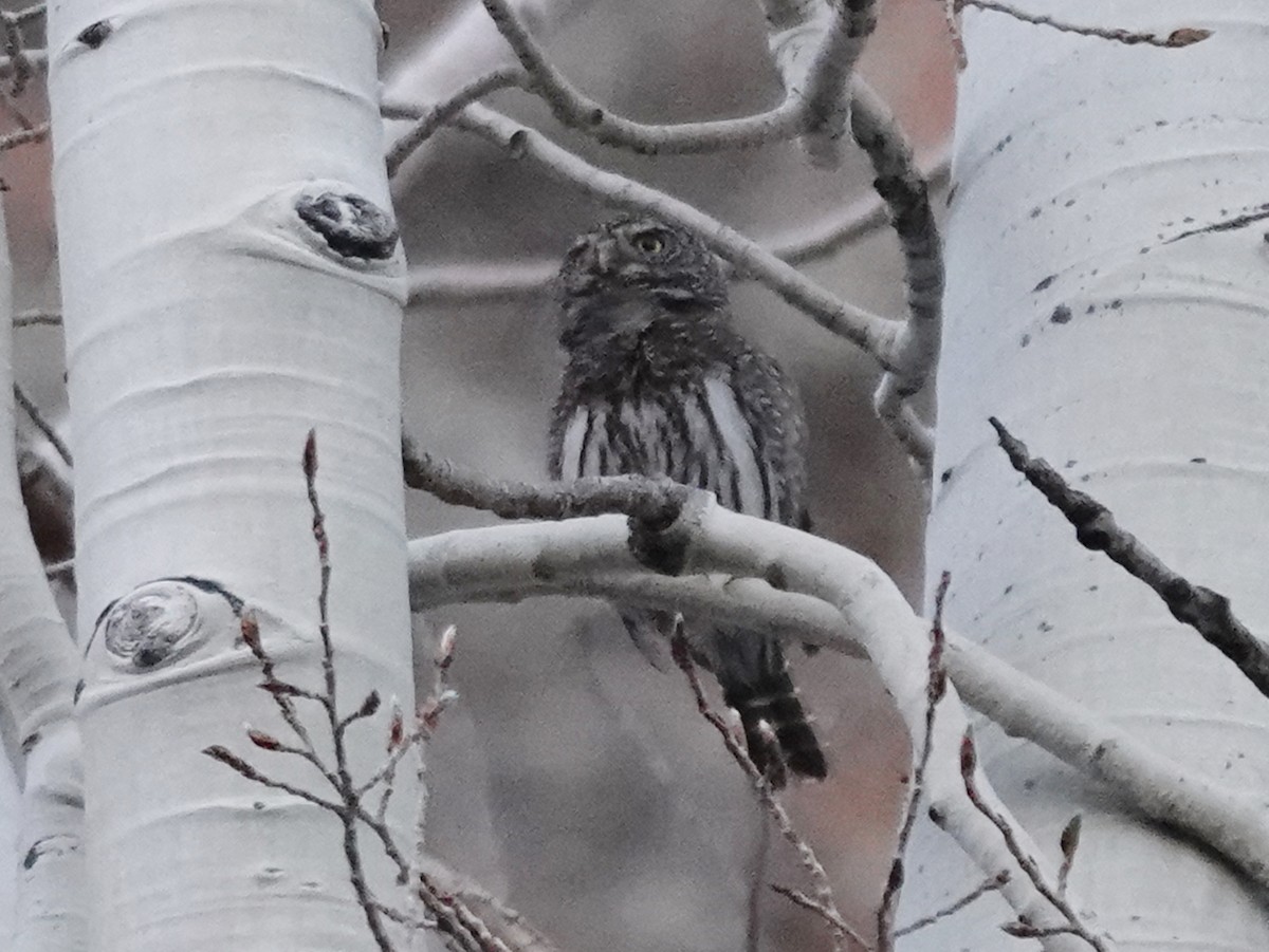 Northern Pygmy-Owl (Rocky Mts.) - Barry Reed