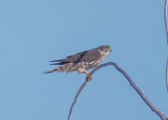 Merlin - José Alberto Pérez Hechavarría