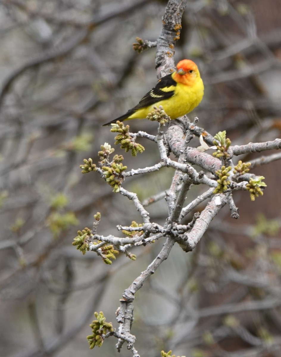 Western Tanager - Kirsti Aamodt