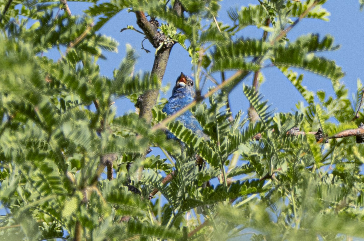 Indigo Bunting - Rafael Galvez