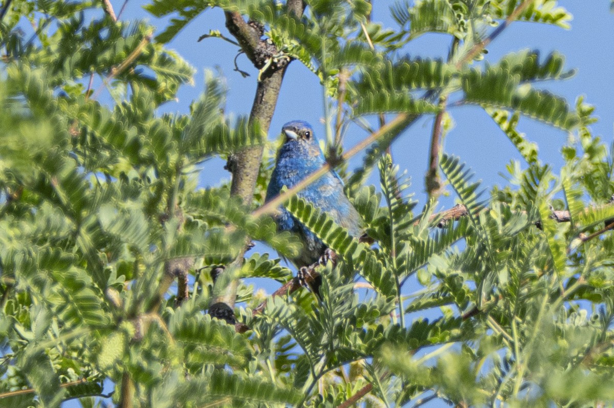 Indigo Bunting - Rafael Galvez