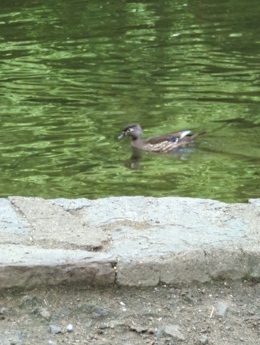 Wood Duck - Phillip Roethlisberger