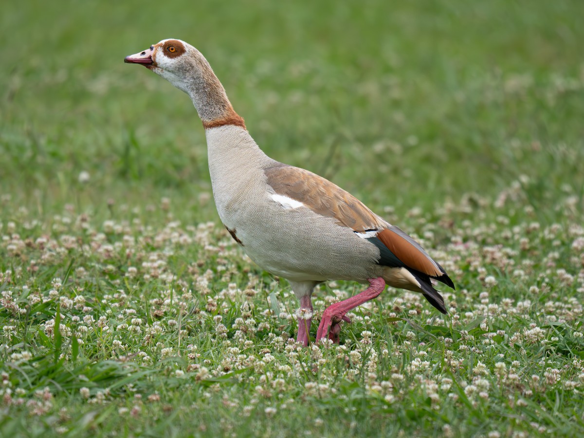 Egyptian Goose - Lynzie Flynn