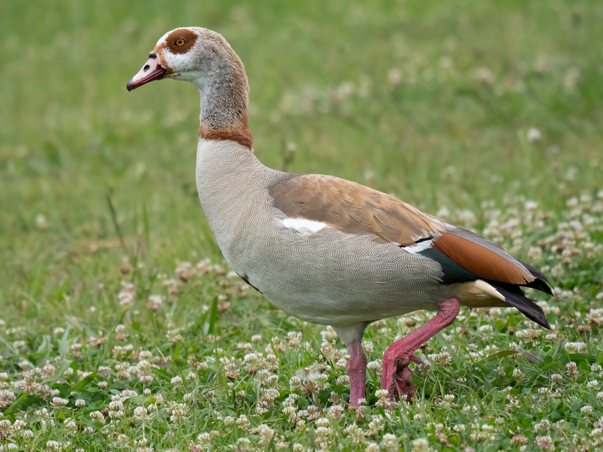 Egyptian Goose - Lynzie Flynn