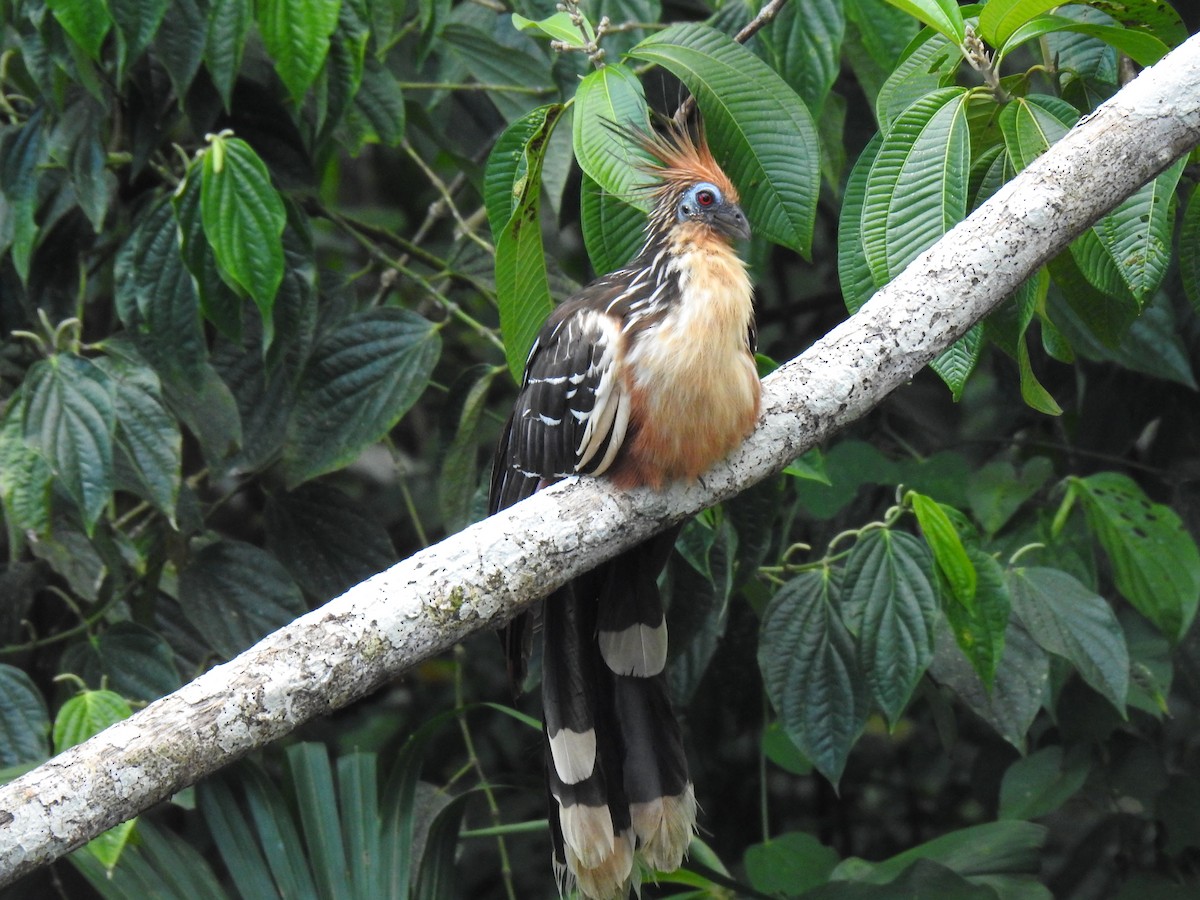 Hoatzin - Justin Harris