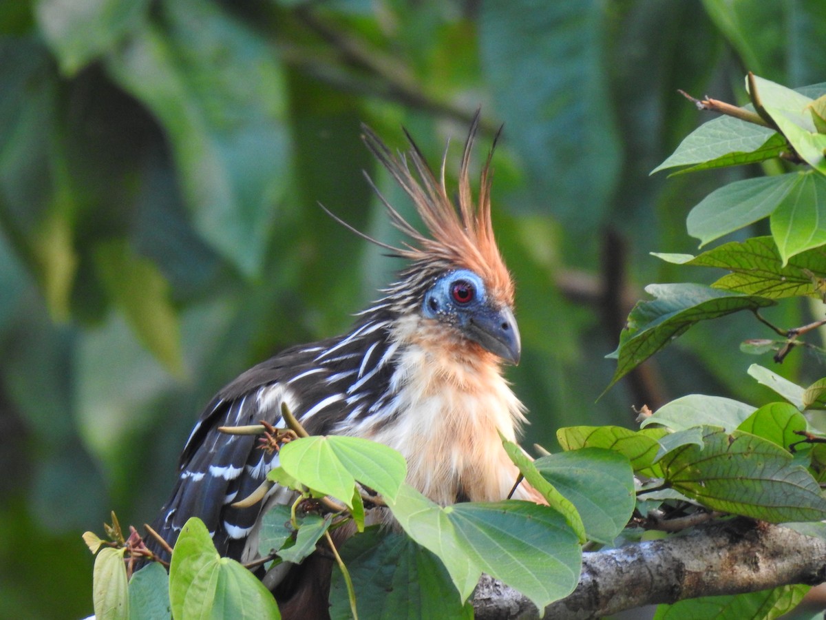 Hoatzin - ML619514983