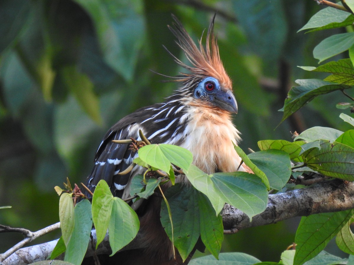 Hoatzin - ML619514984