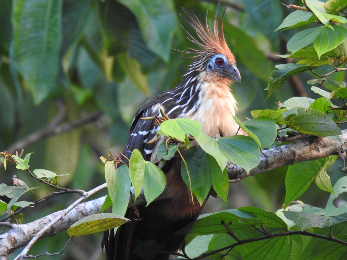 Hoatzin - ML619514986