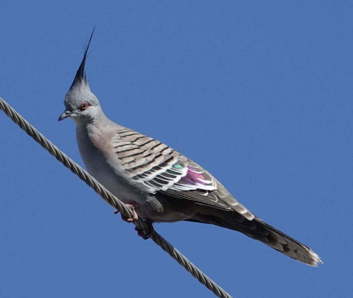 Crested Pigeon - Robert Morison and Joyce Ives