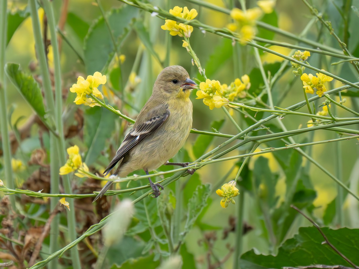 Lesser Goldfinch - Lynzie Flynn