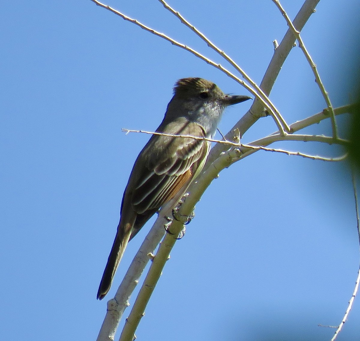 Brown-crested Flycatcher - ML619514997