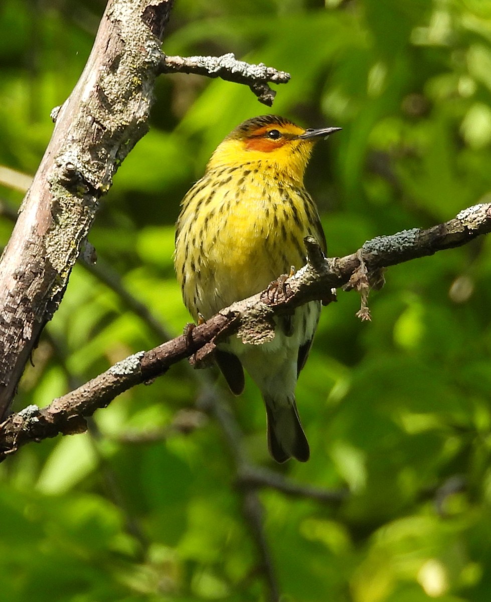 Cape May Warbler - Janet Pellegrini